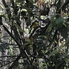 Eopsaltria australis at Paddys River, ACT - 15 Nov 2018