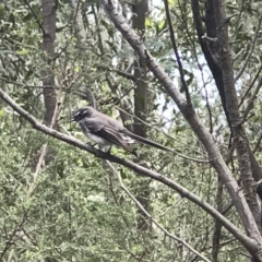 Rhipidura albiscapa (Grey Fantail) at Paddys River, ACT - 15 Nov 2018 by Rich Forshaw