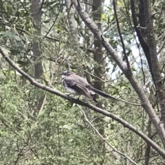 Rhipidura albiscapa at Paddys River, ACT - 15 Nov 2018 12:37 PM