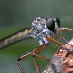 Cerdistus sp. (genus) (Slender Robber Fly) at Ainslie, ACT - 16 Nov 2018 by jb2602