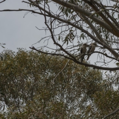 Dacelo novaeguineae (Laughing Kookaburra) at Mount Clear, ACT - 13 Nov 2018 by Rich Forshaw