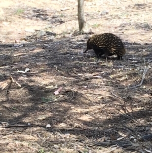 Tachyglossus aculeatus at Deakin, ACT - 17 Nov 2018 12:29 PM