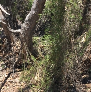 Clematis leptophylla at Hughes, ACT - 17 Nov 2018