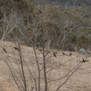 Platycercus elegans at Rendezvous Creek, ACT - 23 Aug 2018 12:26 PM