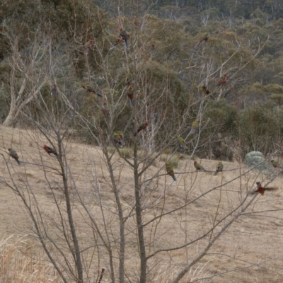 Platycercus elegans (Crimson Rosella) at Rendezvous Creek, ACT - 23 Aug 2018 by Rich Forshaw