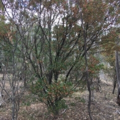 Dodonaea viscosa subsp. spatulata at Deakin, ACT - 17 Nov 2018