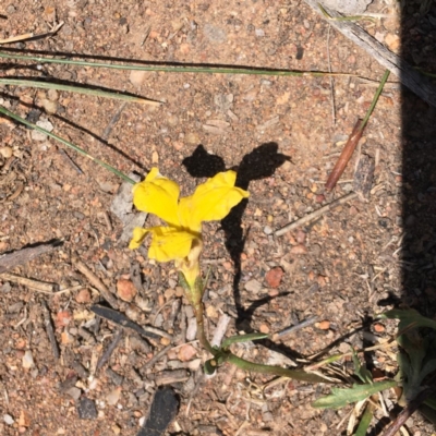 Goodenia pinnatifida (Scrambled Eggs) at Hughes, ACT - 17 Nov 2018 by KL