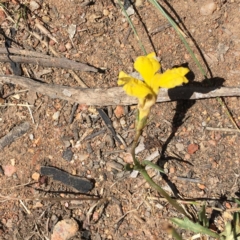 Goodenia pinnatifida at Hughes, ACT - 17 Nov 2018 12:18 PM