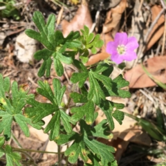 Geranium solanderi var. solanderi (Native Geranium) at Deakin, ACT - 17 Nov 2018 by KL