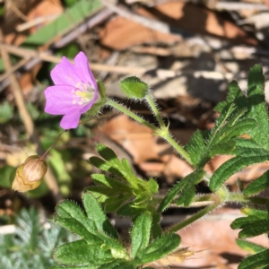 Geranium solanderi var. solanderi at Deakin, ACT - 17 Nov 2018