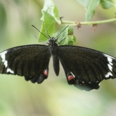 Papilio aegeus (Orchard Swallowtail, Large Citrus Butterfly) at Michelago, NSW - 13 Nov 2018 by Illilanga