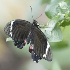 Papilio aegeus at Michelago, NSW - 13 Nov 2018 05:10 PM