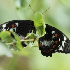 Papilio aegeus at Michelago, NSW - 13 Nov 2018 05:10 PM