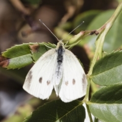 Pieris rapae (Cabbage White) at Michelago, NSW - 15 Nov 2018 by Illilanga