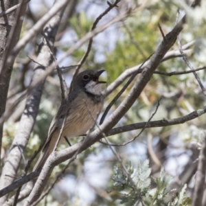 Pachycephala rufiventris at Dunlop, ACT - 15 Nov 2018