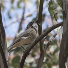 Pachycephala rufiventris at Dunlop, ACT - 15 Nov 2018