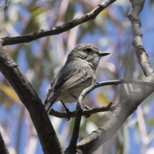 Pachycephala rufiventris at Dunlop, ACT - 15 Nov 2018