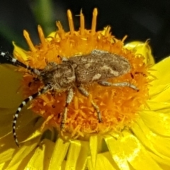 Rhytiphora paulla (Longhorn beetle) at O'Malley, ACT - 17 Nov 2018 by Mike