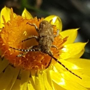 Rhytiphora paulla at O'Malley, ACT - 17 Nov 2018 04:25 PM