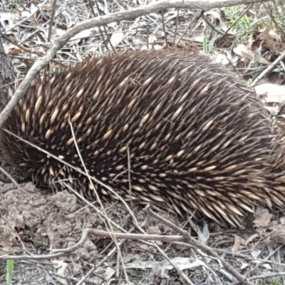 Tachyglossus aculeatus (Short-beaked Echidna) at O'Malley, ACT - 17 Nov 2018 by Mike