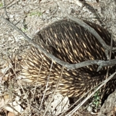 Tachyglossus aculeatus at O'Malley, ACT - 17 Nov 2018 04:44 PM