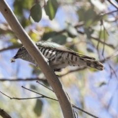 Chrysococcyx lucidus (Shining Bronze-Cuckoo) at Woodstock Nature Reserve - 15 Nov 2018 by Alison Milton