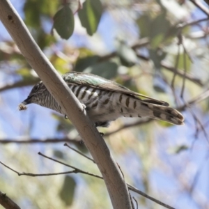 Chrysococcyx lucidus at Dunlop, ACT - 15 Nov 2018