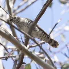 Chrysococcyx lucidus at Dunlop, ACT - 15 Nov 2018