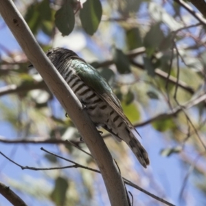 Chrysococcyx lucidus at Dunlop, ACT - 15 Nov 2018