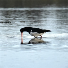 Haematopus longirostris (Australian Pied Oystercatcher) at Merimbula, NSW - 16 Jul 2018 by Jenny1