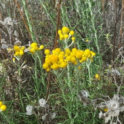 Chrysocephalum semipapposum (Clustered Everlasting) at O'Malley, ACT - 17 Nov 2018 by Mike