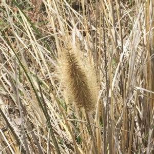 Cenchrus purpurascens at Garran, ACT - 17 Nov 2018