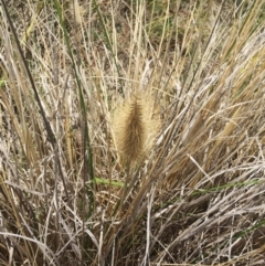 Cenchrus purpurascens at Garran, ACT - 17 Nov 2018