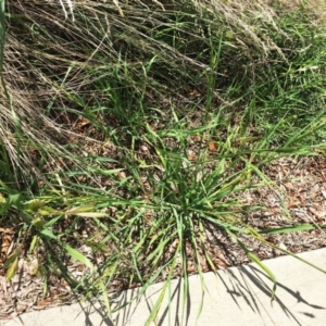 Bromus catharticus at Garran, ACT - 17 Nov 2018