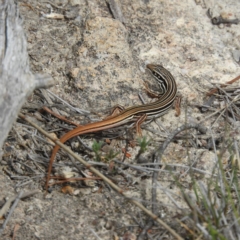 Ctenotus taeniolatus (Copper-tailed Skink) at Mount Taylor - 17 Nov 2018 by MatthewFrawley