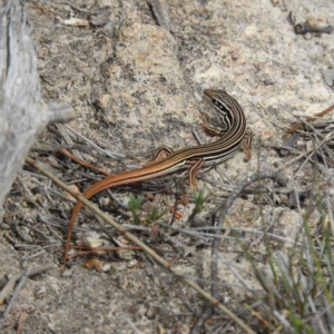 Ctenotus taeniolatus at Mount Taylor - 17 Nov 2018