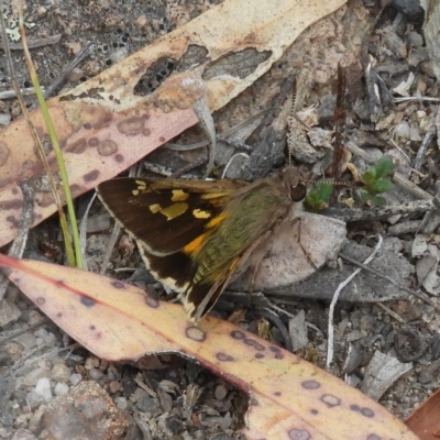 Trapezites phigalioides (Montane Ochre) at Mount Taylor - 16 Nov 2018 by MatthewFrawley