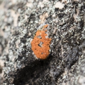 Caloplaca sp. at Illilanga & Baroona - 13 Oct 2018