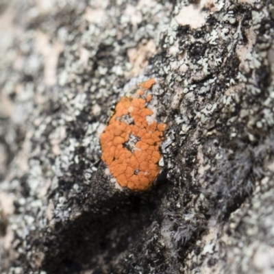 Caloplaca sp. (Firedot Lichen) at Michelago, NSW - 13 Oct 2018 by Illilanga