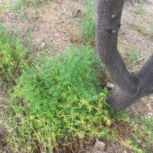 Vicia sp. at Garran, ACT - 17 Nov 2018