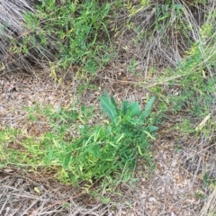 Vicia sp. at Garran, ACT - 17 Nov 2018