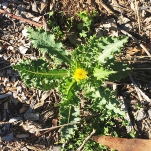 Sonchus asper at Garran, ACT - 12 Nov 2018 04:00 PM