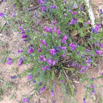 Echium plantagineum (Paterson's Curse) at Watson, ACT - 16 Nov 2018 by waltraud