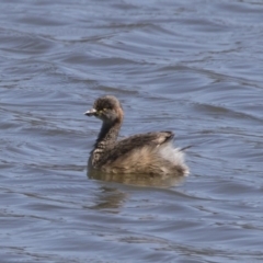 Tachybaptus novaehollandiae (Australasian Grebe) at Michelago, NSW - 29 Oct 2018 by Illilanga