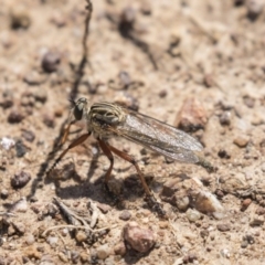 Zosteria sp. (genus) (Common brown robber fly) at Holt, ACT - 15 Nov 2018 by AlisonMilton