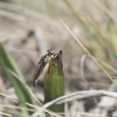 Zosteria sp. (genus) at Holt, ACT - 15 Nov 2018