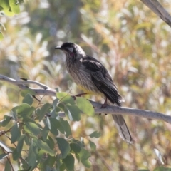 Anthochaera carunculata (Red Wattlebird) at Michelago, NSW - 28 Oct 2018 by Illilanga