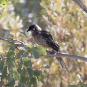 Anthochaera carunculata at Michelago, NSW - 28 Oct 2018 09:09 AM