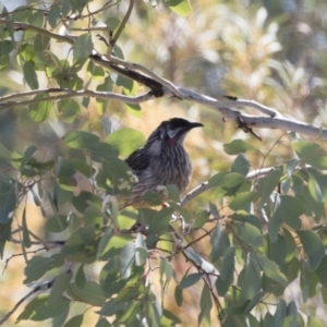 Anthochaera carunculata at Michelago, NSW - 28 Oct 2018 09:09 AM