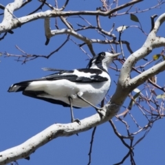 Grallina cyanoleuca (Magpie-lark) at Michelago, NSW - 11 Nov 2018 by Illilanga